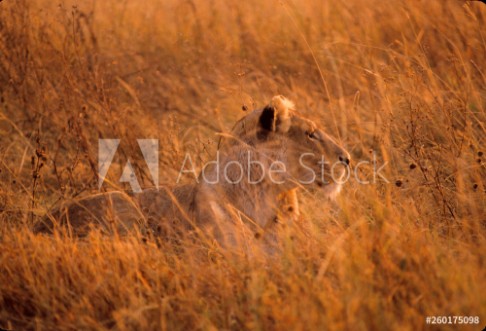 Picture of Lioness In Tall Grass